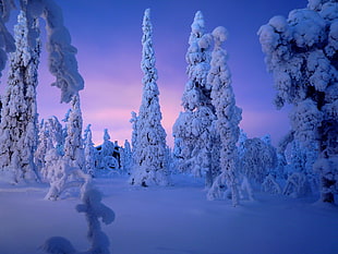 snow covered trees under purple cloudy skies HD wallpaper