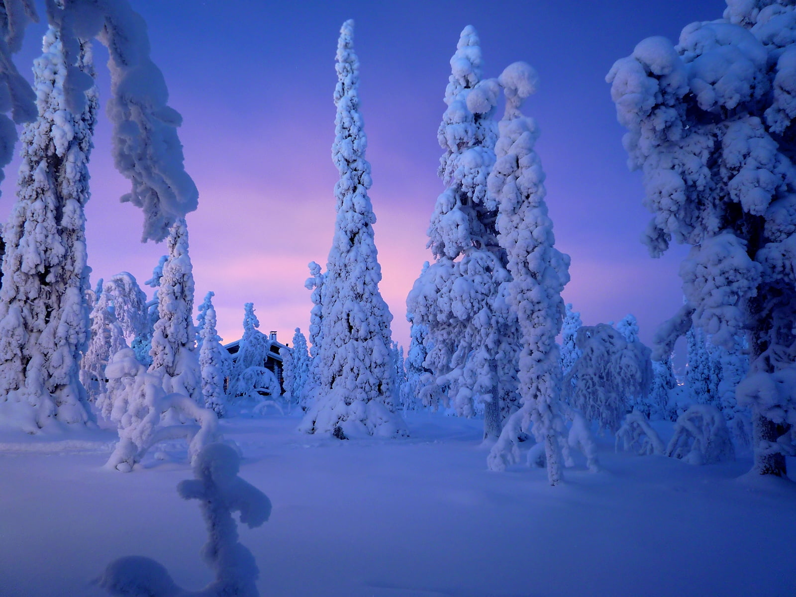 Snow covered trees under purple cloudy skies HD wallpaper | Wallpaper Flare