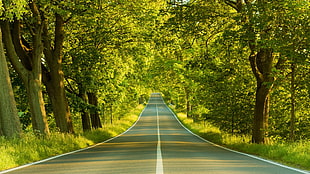 green leafed trees along the asphalt road