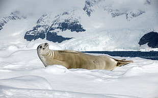 sea lion on snow field
