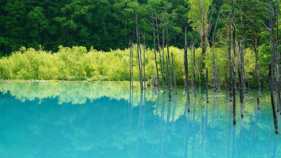 green leaf tree with green grass, trees, water, green, blue HD wallpaper