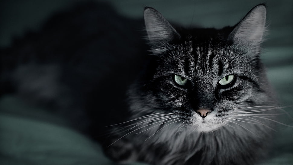 long-fur gray cat lying on gray textile HD wallpaper
