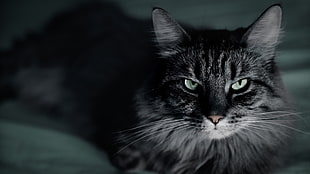 long-fur gray cat lying on gray textile