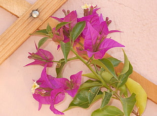 pink bougainvilleas closeup photo