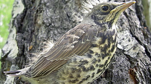 juvenile thrush bird