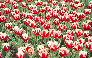 red garden of flowers HD wallpaper