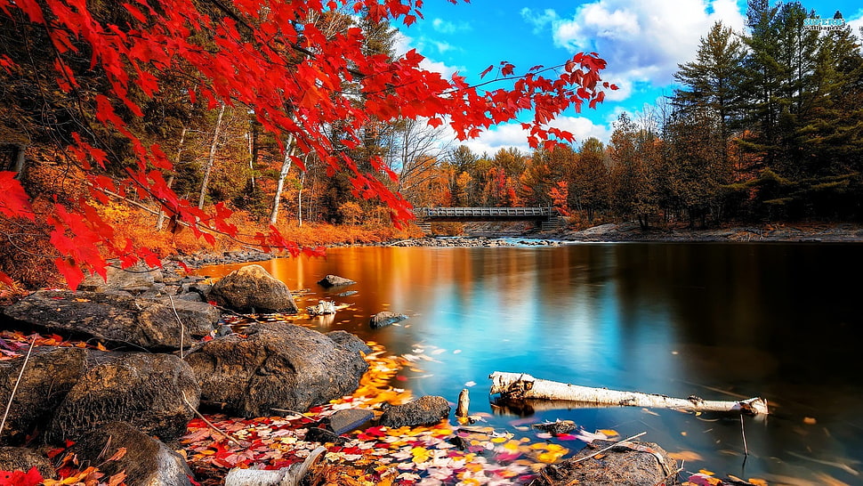 maple tree, fall, leaves, nature, landscape HD wallpaper
