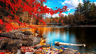 maple tree, fall, leaves, nature, landscape