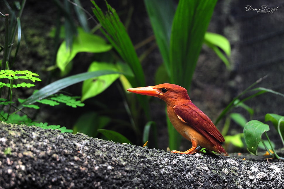red Kingfisher on soil beside plant HD wallpaper
