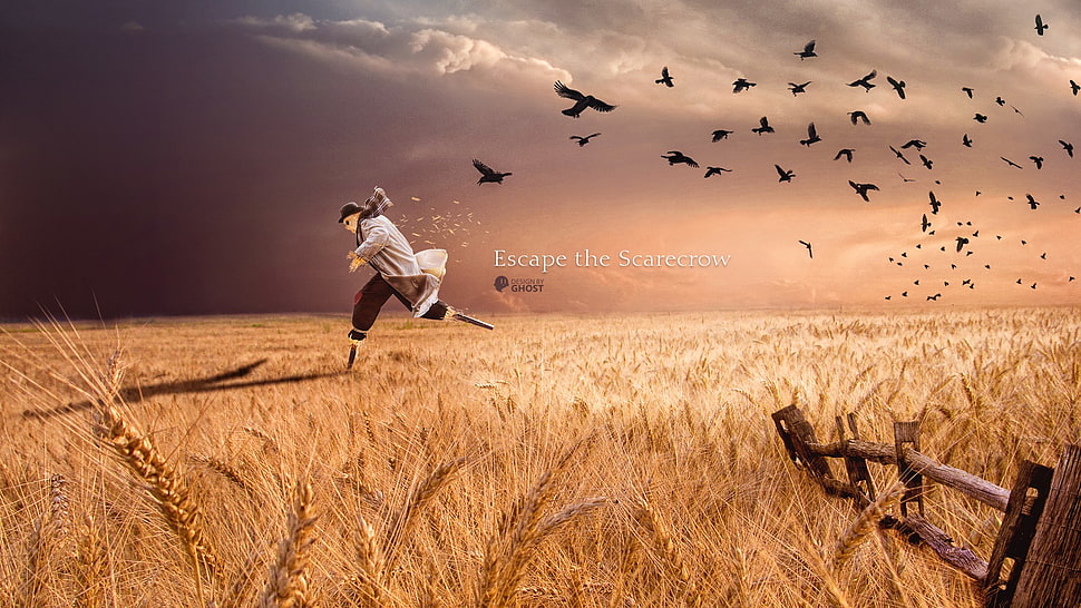 grain field, scarecrows, sky, wheat, crow HD wallpaper
