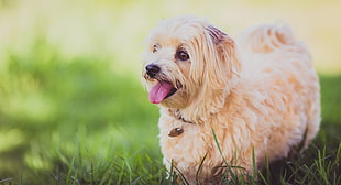 shallow focus photograph of long-coated brown dog standing on grass during daytime