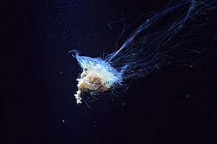 selective focus photography of blue and white jellyfish