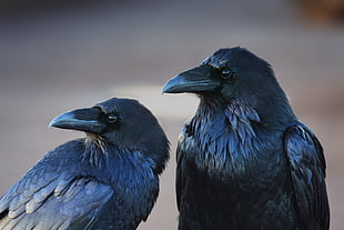 blue and black bird figurine, animals, birds, crow, raven