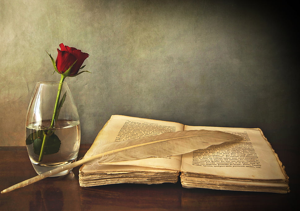 red rose on clear glass vase] HD wallpaper