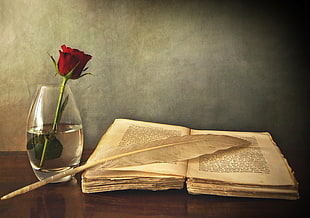 red rose on clear glass vase] HD wallpaper