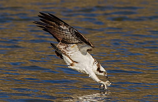 white and brown hawl, birds, animals, water, hunting