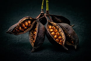 brown fruit, macro, fruit HD wallpaper