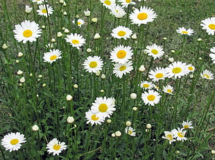 white petaled flower field at daytime