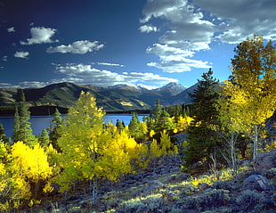 photography of yellow trees near body of water during daytime HD wallpaper