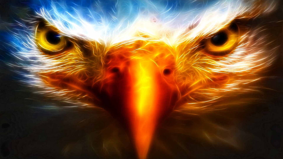 Eagle graphic artwork HD wallpaper
