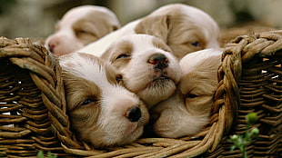 five short-coated white-and-brown puppies, animals, dog, puppies, baby animals