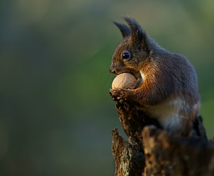 selective focus photo of brown squirrel