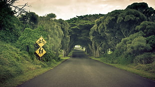 gray road, nature, road