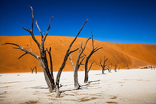 withered trees on brown soil under blue sky