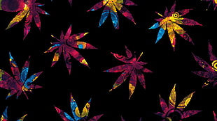 multicolored maple leaves, cannabis, digital art, plants, leaves