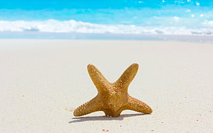 close up photo of brown starfish on white sand during daytime