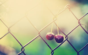 two cherries hanging on gray cyclone wire