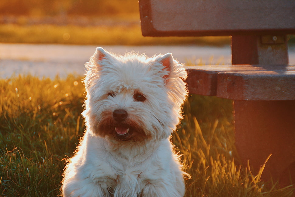 long-coated white dog on green grass field HD wallpaper