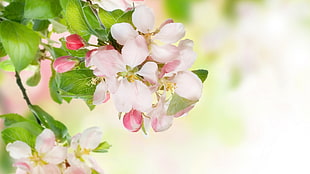 pink Apple Blossoms in bloom at daytime