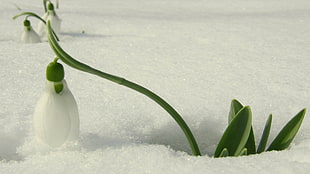 green leaf plant on snow surface HD wallpaper