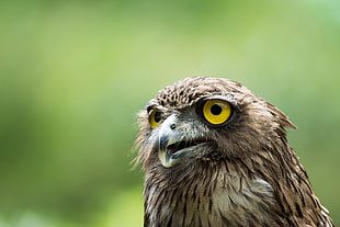 selective focus photography of bird, brown fish owl, sri lankan
