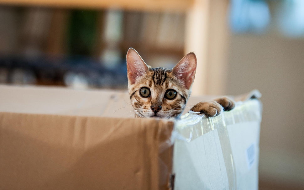 brown tabby kitten, cat, animals, boxes HD wallpaper