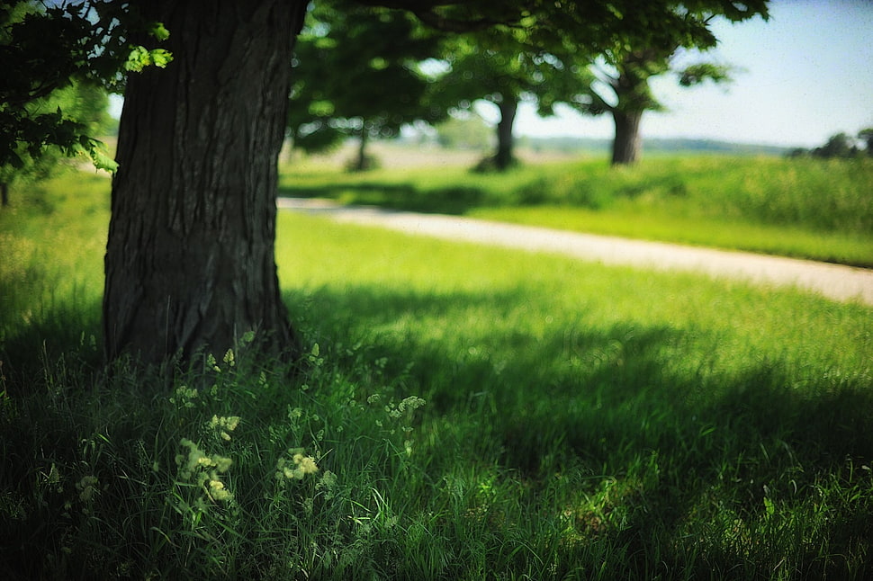 green leafed tree, landscape, field, trees, grass HD wallpaper