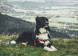 long-coated black and white dog