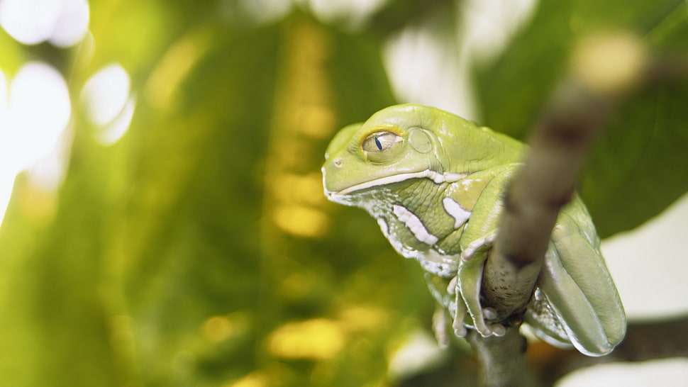 green tree frog on brown twig HD wallpaper