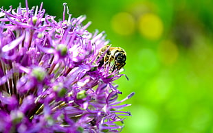 macro photography of honey bee collecting nectar from purple petaled flower