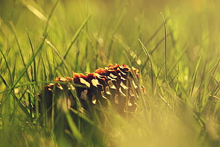 selective photography of pinecone on top of green grass