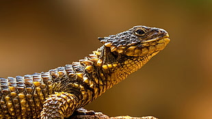 brown and yellow lizard, reptiles