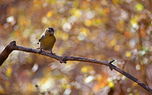yellow bird on branch photo