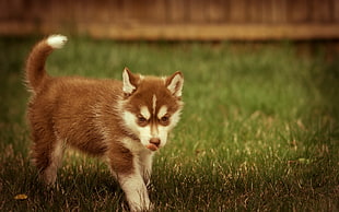long-coated Siberian husky puppy on grass
