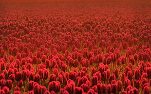 red tulip field photography
