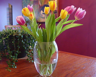 yellow and purple tulips in clear glass bowl