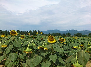 sunflower plantation during daytime HD wallpaper