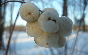 white hanging fruit