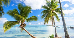 palm trees, nature, landscape, French Polynesia, summer HD wallpaper