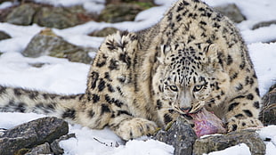bobcat, snow leopards, leopard (animal)